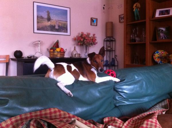 Duke... sur canapé !